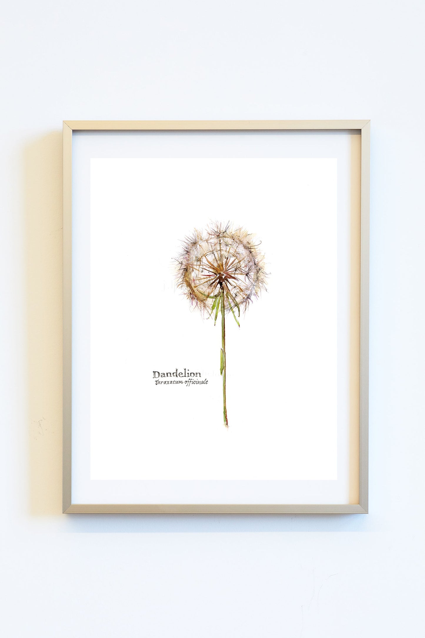 Dandelion - Art Print - J.Heloise