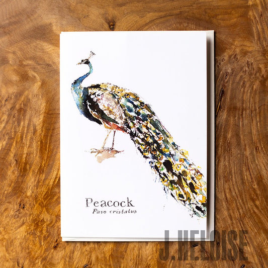 Greeting Card - Peacock - J.Heloise